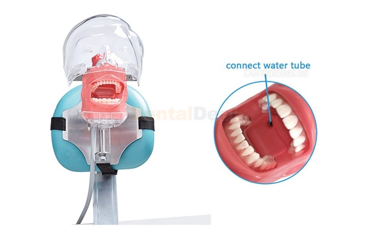 Jingle C6-3 Dental Phantom Manikin Head Compatible with Nissin Kilgore